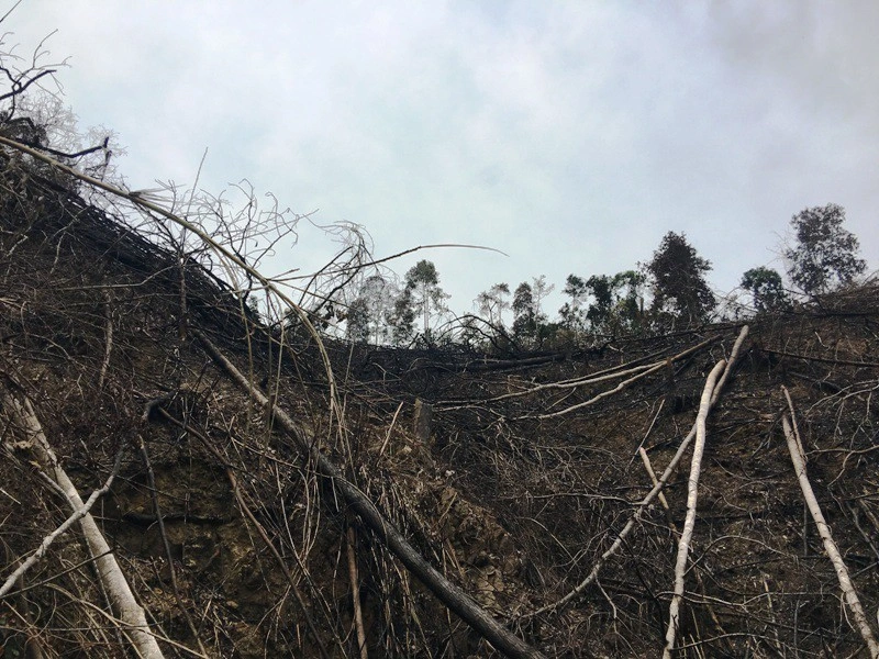 Ngoài tác động của nhiệt độ, còn có vấn đề về nguồn cung cấp lương thực do thảm thực vật bị tàn phá. Hầu hết các cây trồng không thể sống sót ở nhiệt độ trên 40 độ C và hoàn toàn bị hủy hoại nếu tiếp xúc với nhiệt độ 60 độ C trong thời gian dài.