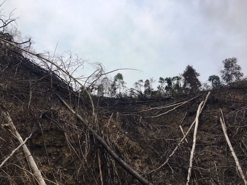 Ngoài tác động của nhiệt độ, còn có vấn đề về nguồn cung cấp lương thực do thảm thực vật bị tàn phá. Hầu hết các cây trồng không thể sống sót ở nhiệt độ trên 40 độ C và hoàn toàn bị hủy hoại nếu tiếp xúc với nhiệt độ 60 độ C trong thời gian dài.