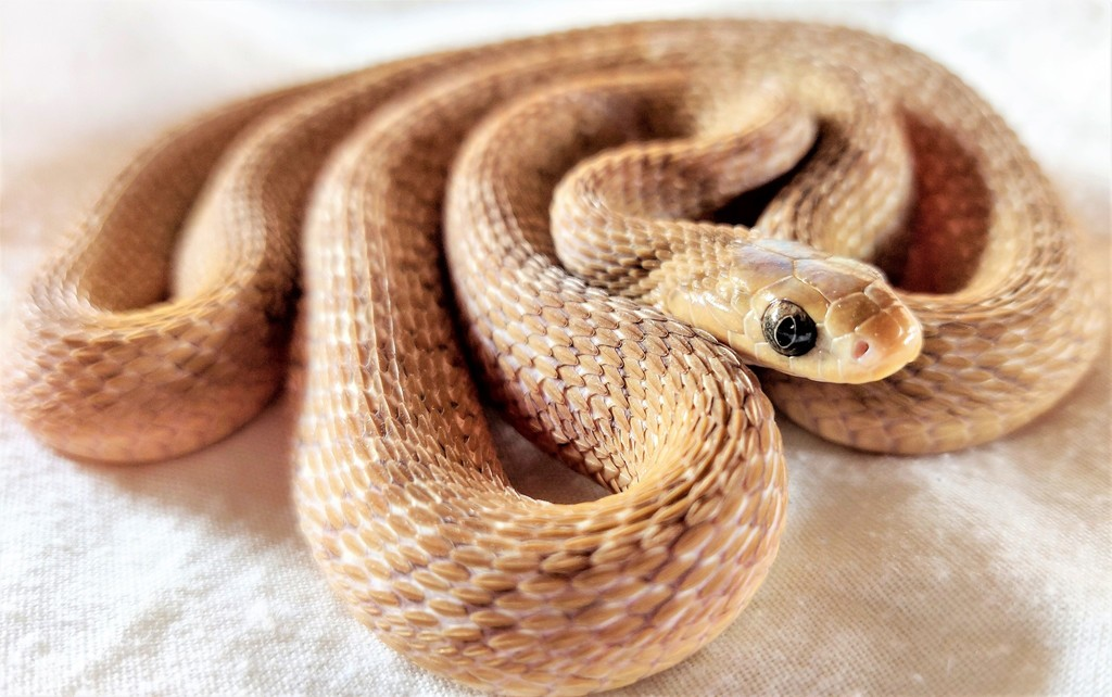 Tác giả nghiên cứu, Bruce Jayne, đã thực hiện thí nghiệm trong phòng thí nghiệm và quan sát rắn ăn trứng Gans nuốt chửng một quả trứng cút.