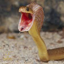 Quá trình này kéo dài từ 15 đến 30 phút, và rắn không cần đến các răng sắc để nuốt chửng trứng mà chúng có khả năng mở miệng mềm rất rộng.