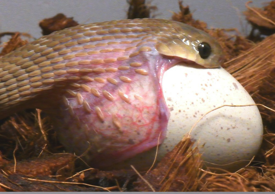 Điều này cho phép rắn ăn trứng Gans tập trung vào việc săn mồi lớn hơn, như trứng chim, mà không phải lo lắng về việc mồi đòi thoát khỏi miệng chúng.