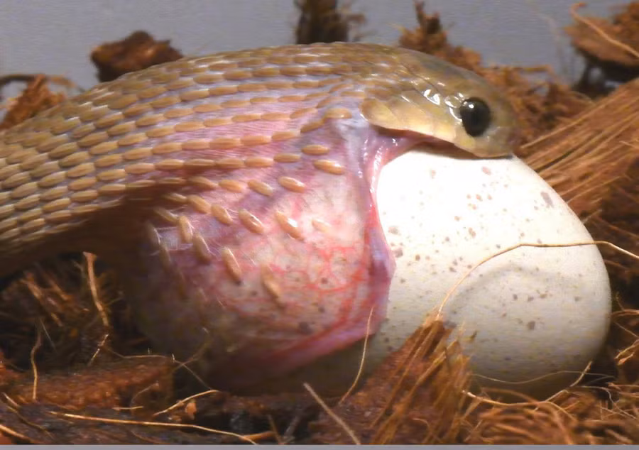 Điều này cho phép rắn ăn trứng Gans tập trung vào việc săn mồi lớn hơn, như trứng chim, mà không phải lo lắng về việc mồi đòi thoát khỏi miệng chúng.