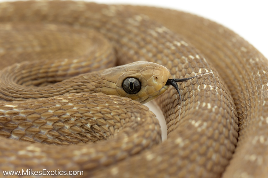 Khả năng này giúp rắn ăn trứng Gans sinh tồn, đặc biệt khi trứng chim có hình dáng mập mạp và hình cầu, khó nuốt đối với những loài rắn không có khả năng mở miệng lớn.