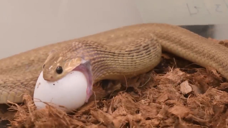 Khả năng này xuất phát từ sự co giãn của lớp da nối xương hàm dưới bên phải và bên trái của rắn ăn trứng Gans, cho phép chúng mở miệng cực rộng.