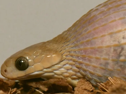 Rắn ăn trứng Gans (Dasypeltis gansi) là một loài rắn châu Phi không độc có khả năng nuốt chửng những con trứng chim lớn, đặc biệt về kích thước con mồi so với cơ thể của chúng.