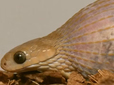 Rắn ăn trứng Gans (Dasypeltis gansi) là một loài rắn châu Phi không độc có khả năng nuốt chửng những con trứng chim lớn, đặc biệt về kích thước con mồi so với cơ thể của chúng.