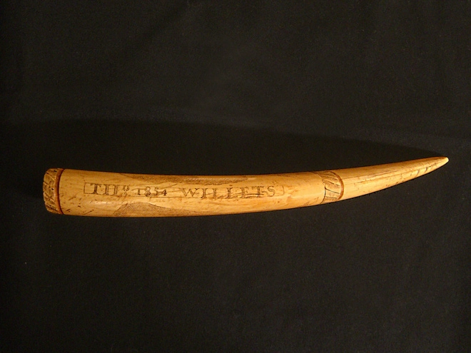 Đặc trưng dễ nhận biết nhất của loài hải mã có thể nặng đến 1,7 tấn này là cặp ngà lớn cùng bộ ria mép hiếm có. Theo các nhà khoa học, ngà hải mã phát triển từ cặp răng nanh.