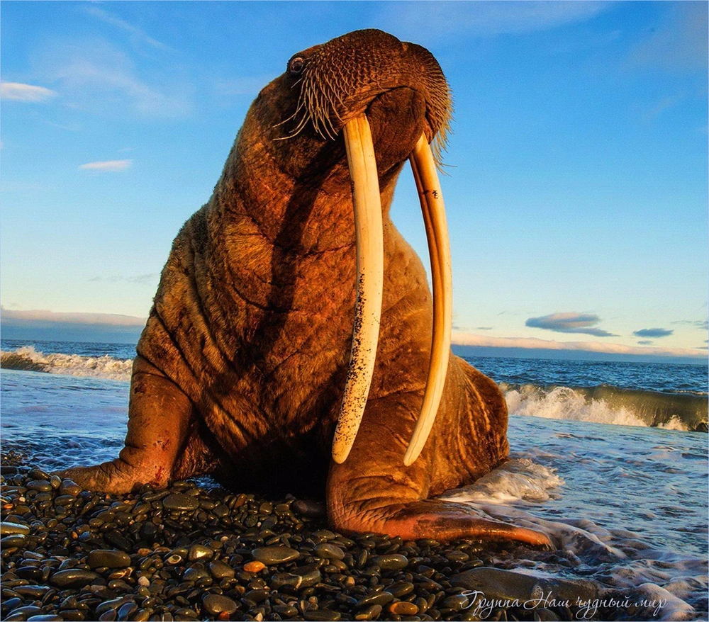 Hải mã (còn gọi là con Moóc, hải tượng, voi biển) mặc dù chưa bị xếp vào danh mục những loài có nguy cơ tuyệt chủng nhưng trong nhiều thế kỷ, số lượng của chúng đã giảm rất nhiều.