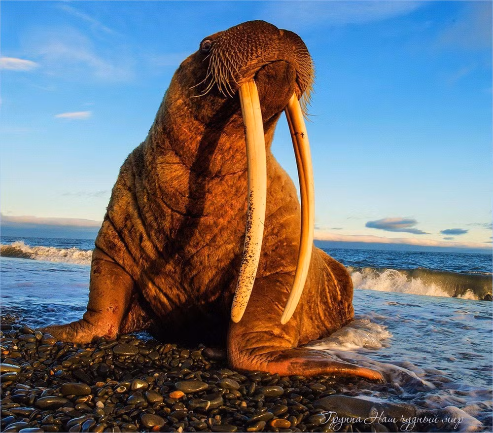 Hải mã (còn gọi là con Moóc, hải tượng, voi biển) mặc dù chưa bị xếp vào danh mục những loài có nguy cơ tuyệt chủng nhưng trong nhiều thế kỷ, số lượng của chúng đã giảm rất nhiều.