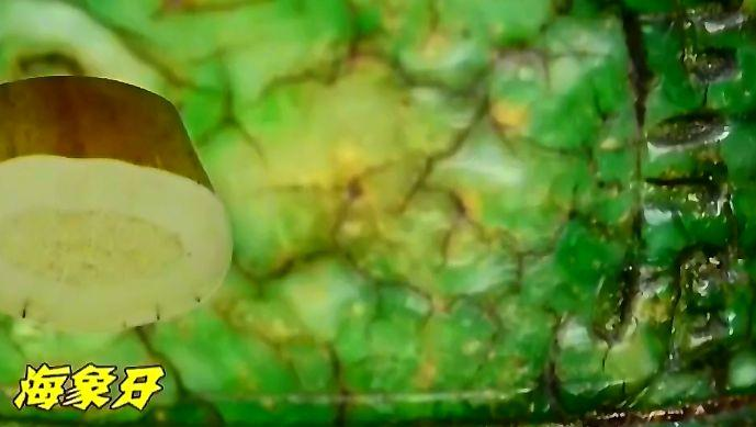 Các chuyên gia trong chương trình thẩm định đồ cổ khuyên người đàn ông nên giao chiếc nhẫn cho bảo tàng để bảo quản và trưng bày.