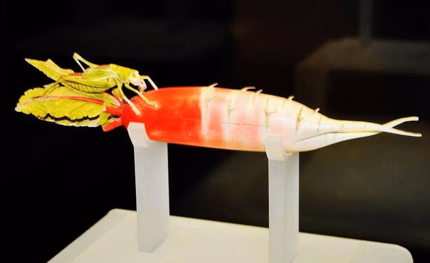 Cuối cùng, người đàn ông này cảm thấy tiếc nuối vì không thể bán củ cải bằng ngà voi này và cảm thấy lo lắng về việc bảo quản để không làm mất giá trị của nó.