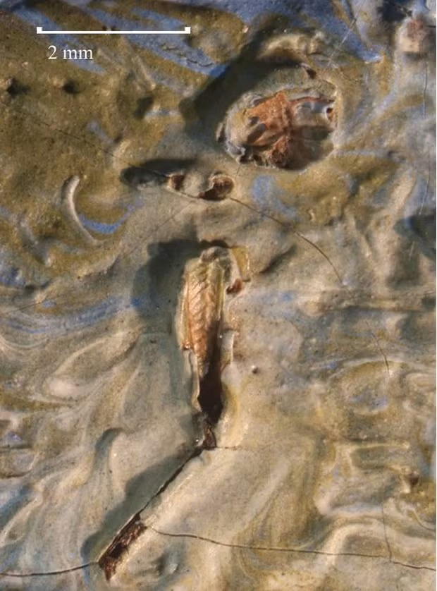 Ban đầu, Mary tưởng rằng nó là một chiếc lá nhỏ, nhưng sau đó, cô phát hiện ra đó là xác của một con châu chấu nhỏ.