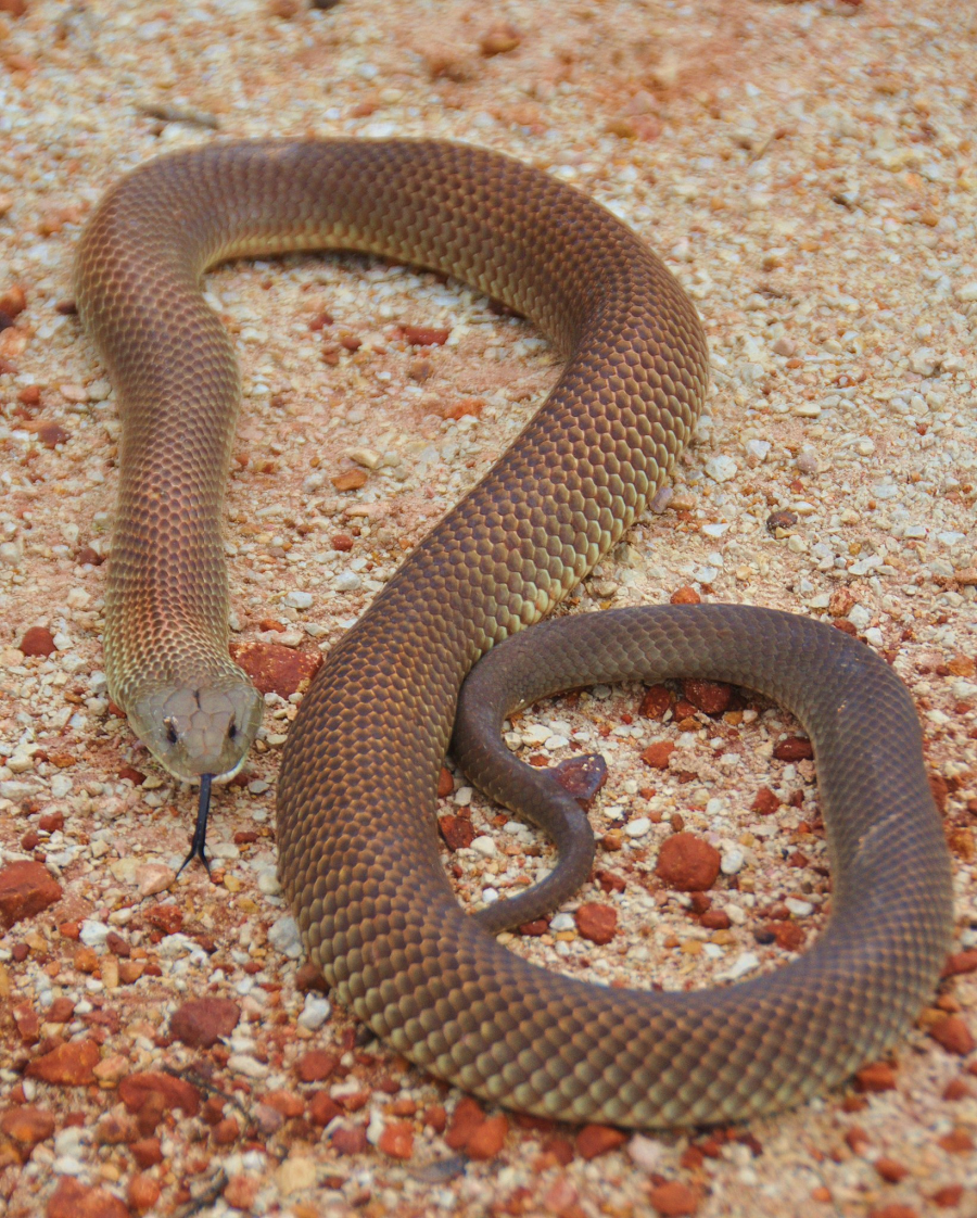 Điều đặc biệt đáng sợ là rắn Mulga tấn công con người khi họ đang ngủ say. Không giống như nhiều loài rắn độc khác thường chủ động tấn công khi cảm thấy đe dọa, Mulga có thể tấn công con người mà không có sự kích thích đặc biệt.