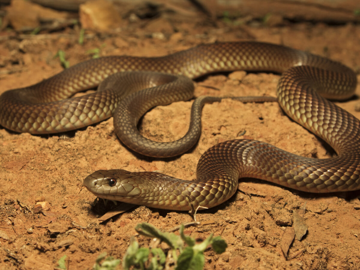 Rắn Mulga có phạm vi sống rộng khắp lục địa Úc, trừ các vùng cực nam và cực đông nam. Chúng có thể thích nghi với nhiều môi trường khác nhau, từ rừng rậm đến sa mạc nóng bỏng.