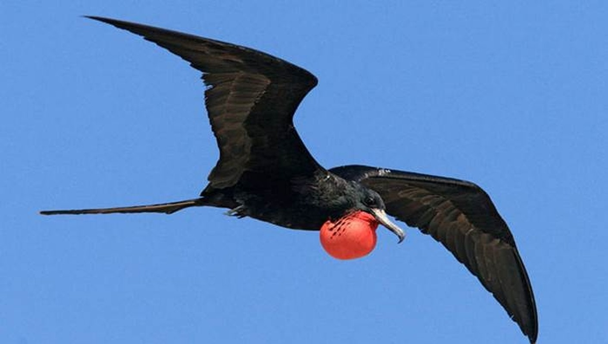 Chiếc túi màu đỏ ở cổ thực chất là để con trống thể hiện rằng nó đã "có chủ".