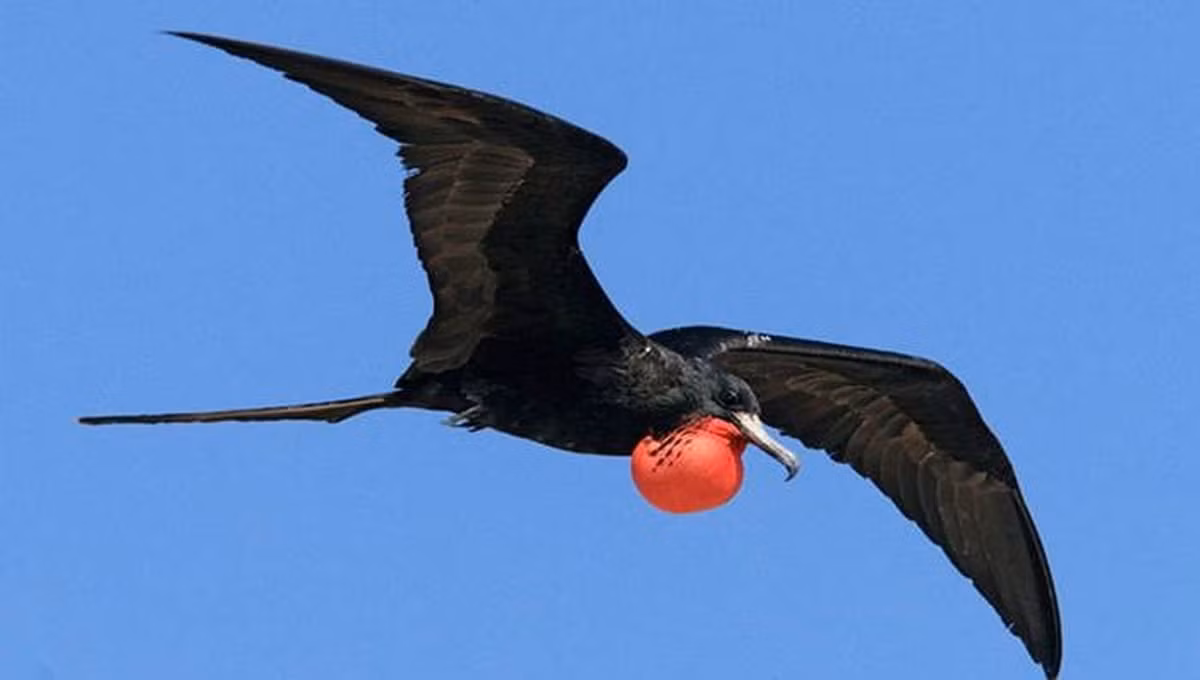 Chiếc túi màu đỏ ở cổ thực chất là để con trống thể hiện rằng nó đã "có chủ".