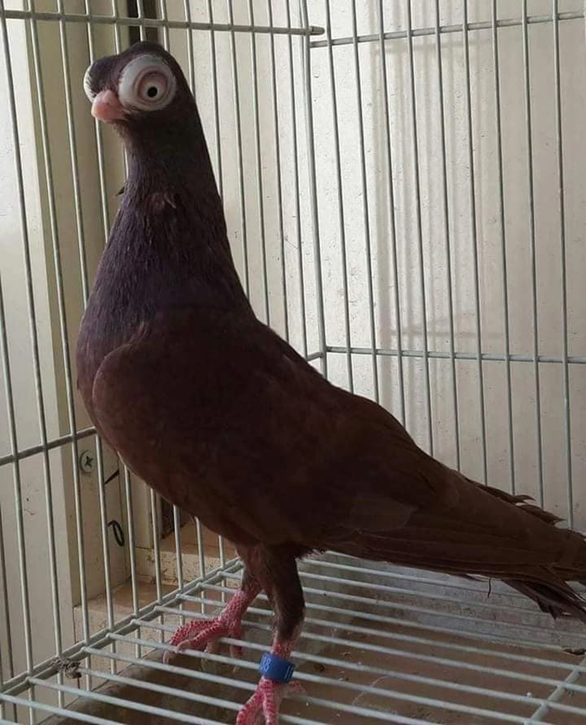 Loài bồ câu này rất quý hiếm bởi việc tạo ra con mới không hề dễ dàng. Giống chim này có tỷ lệ tử vong rất cao. Người chăn nuôi sẽ lấy trứng trước khi con mái mổ chết trứng của nó. Tỷ lệ số trứng nở thành chim non cũng thấp.