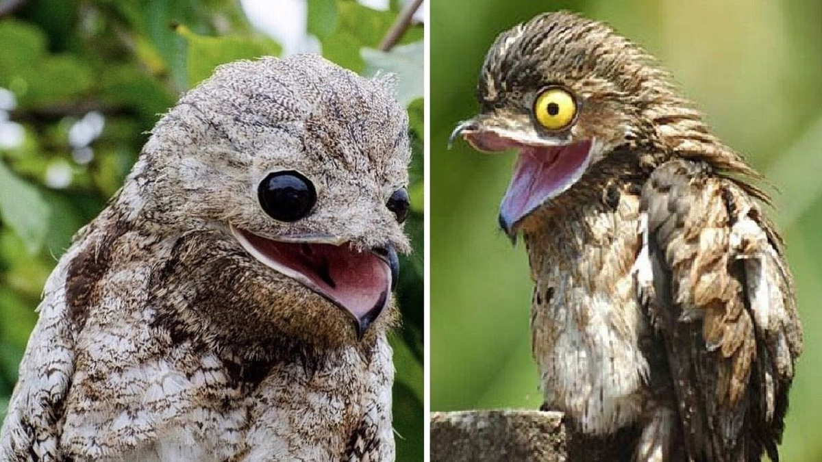 2. Chim Potoo sinh sống trong rừng rậm Amazon. Ngoài ra, Potoo cũng sinh sống ở các nước như Mexico và Argentina. Loài này gây ấn tượng giống "người ngoài hành tinh" với đôi mắt to, miệng rộng và luôn trố mắt há mồm.