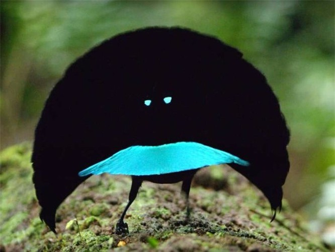 1. Sở hữu bộ lông màu đen mượt nhưng nổi bật hơn cả là chiếc "vương miện" và yếm màu xanh óng ánh, Greater lophorina được nhiều người đánh giá là loài chim kỳ lạ đến từ ngoài hành tinh.