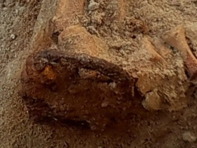 Kỹ thuật khoa học hiện đại đã cho thấy, hầu hết "ma cà rồng" thời trung cổ thực tế là những người mắc các bệnh nhiễm trùng và di truyền, làm cho da nhợt nhạt và sợ ánh sáng, do đó, họ buộc phải uống máu động vật.