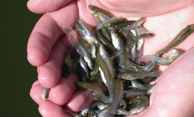 Tuy nhiên, cá muỗi cũng trở thành mối đe dọa đối với các loài cá bản địa và động vật khác tại các nước như Mỹ, Úc và Ý. Chúng xâm lấn các môi trường nước ngọt, gây mất cân bằng hệ sinh thái và cạnh tranh với các loài bản địa.