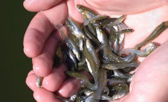 Tuy nhiên, cá muỗi cũng trở thành mối đe dọa đối với các loài cá bản địa và động vật khác tại các nước như Mỹ, Úc và Ý. Chúng xâm lấn các môi trường nước ngọt, gây mất cân bằng hệ sinh thái và cạnh tranh với các loài bản địa.