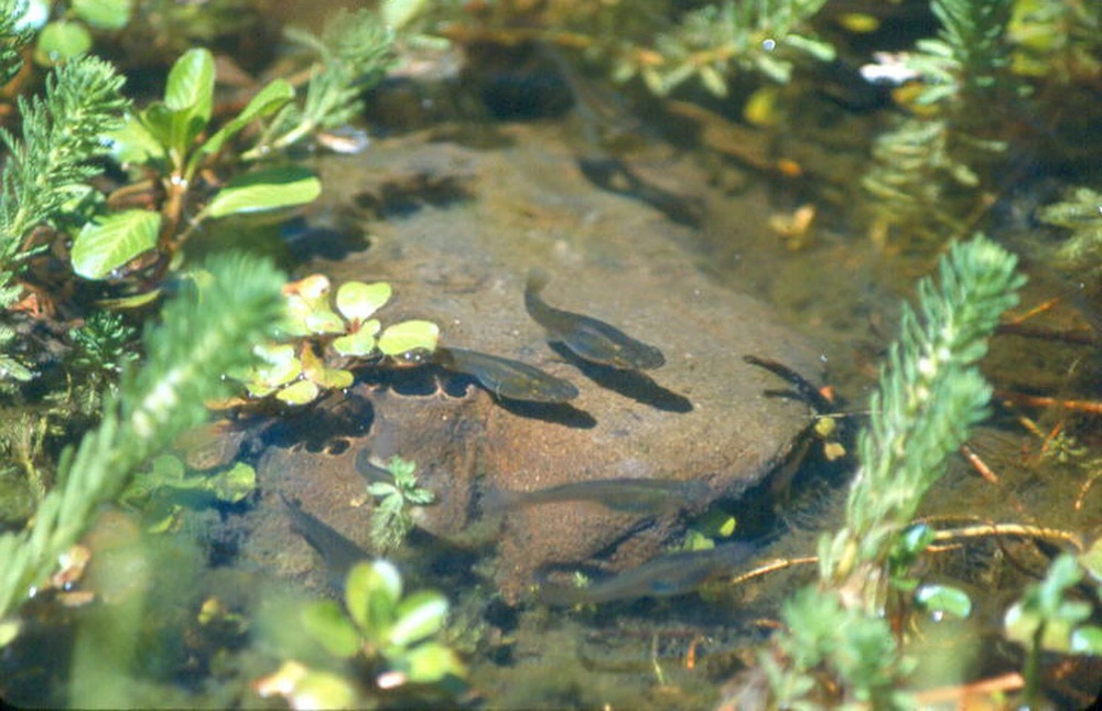 Cá muỗi được sử dụng để kiểm soát muỗi và ngăn lây lan bệnh sốt rét, nhờ khả năng săn muỗi của chúng.