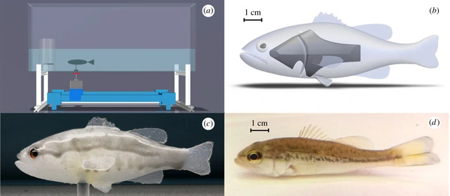 Mặc dù cá robot chưa sẵn sàng để thả vào tự nhiên, nhưng hy vọng nó có thể giúp cải thiện các biện pháp kiểm soát sinh học và chống lại các loài xâm hại khác.