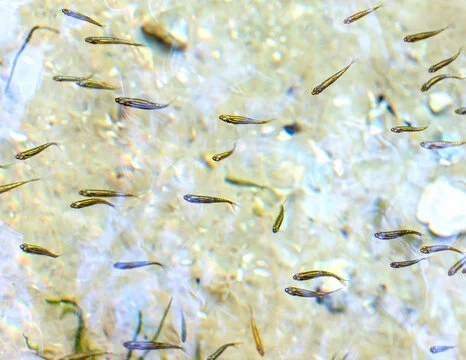 Loài cá này có thể sống ở nhiệt độ nước từ 18-28°C và có khả năng thích nghi với môi trường nước khá khắc nghiệt.