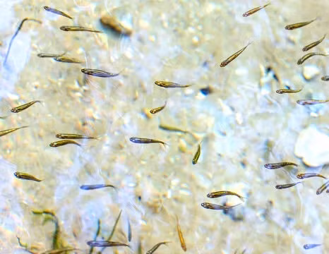 Loài cá này có thể sống ở nhiệt độ nước từ 18-28°C và có khả năng thích nghi với môi trường nước khá khắc nghiệt.