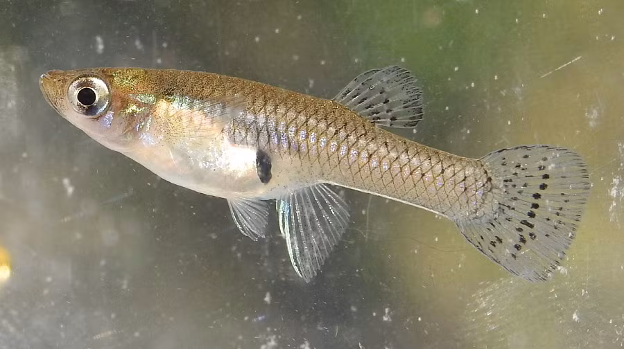 Cá muỗi (Gambusia Affinis) là một loài cá nhỏ, dài tối đa khoảng 8 cm, có tuổi thọ không quá 2 năm. Chúng có thể ăn muỗi và ấu trùng muỗi, cũng như nhiều loại động vật phù du và côn trùng khác.