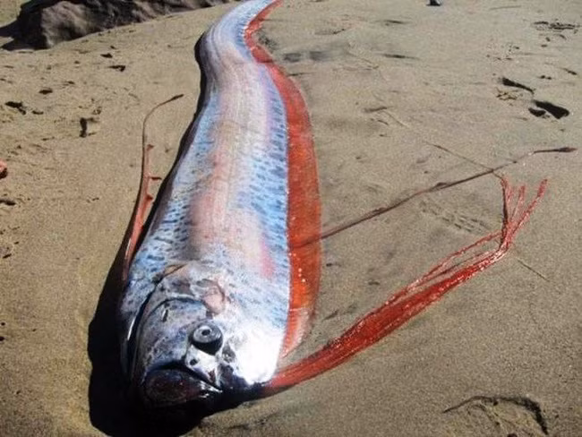 6. Loài thủy quái có tên gọi là cá mái chèo này từng xuất hiện tại bờ biển thuộc các tỉnh miền Trung Việt Nam.