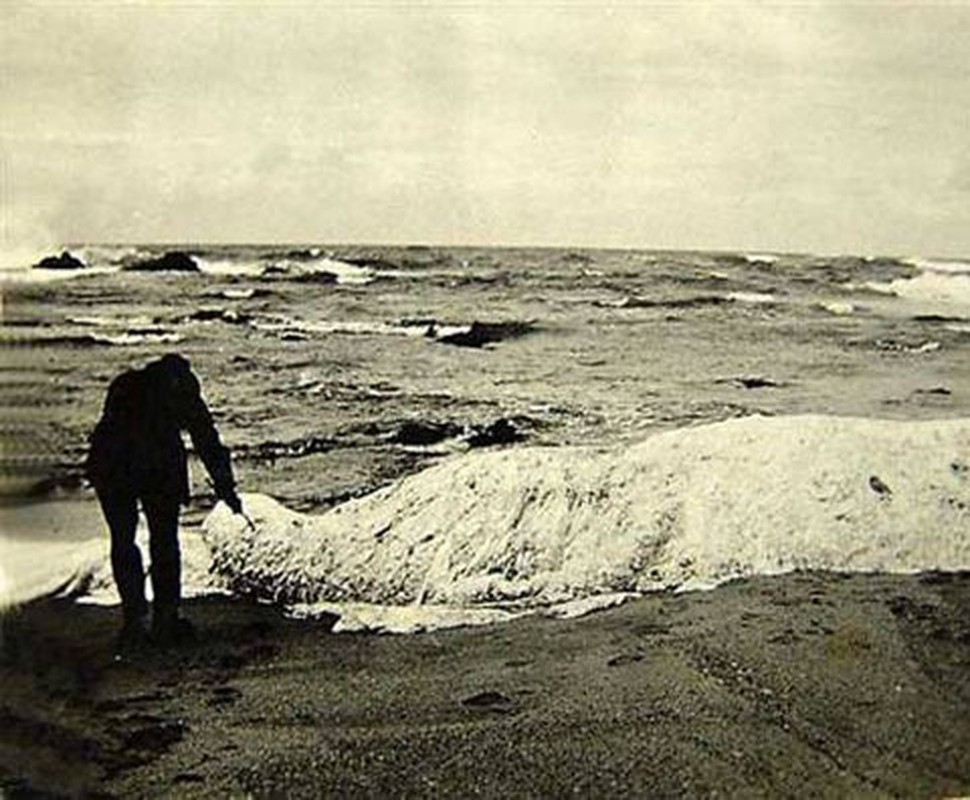 4. Thủy quái Trunko xuất hiện tại một bờ biển Nam Phi vào tháng 10/1924. Các nhân chứng kể rằng, vào thời điểm phát hiện, nó còn sống và đang vật lộn tìm cách thoát thân khỏi 2 con cá hổ kình khổng lồ (cá voi sát thủ). Sau 3 giờ chiến đấu, con vật bí ẩn chết.