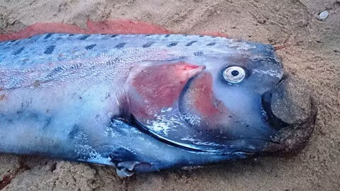 Với thân mỏng dẹt, vây đỏ tươi, da lốm đốm, đỉnh đầu có râu dài màu đỏ, cá mái chèo khiến nhiều người khiếp sợ mỗi khi chúng xuất hiện.