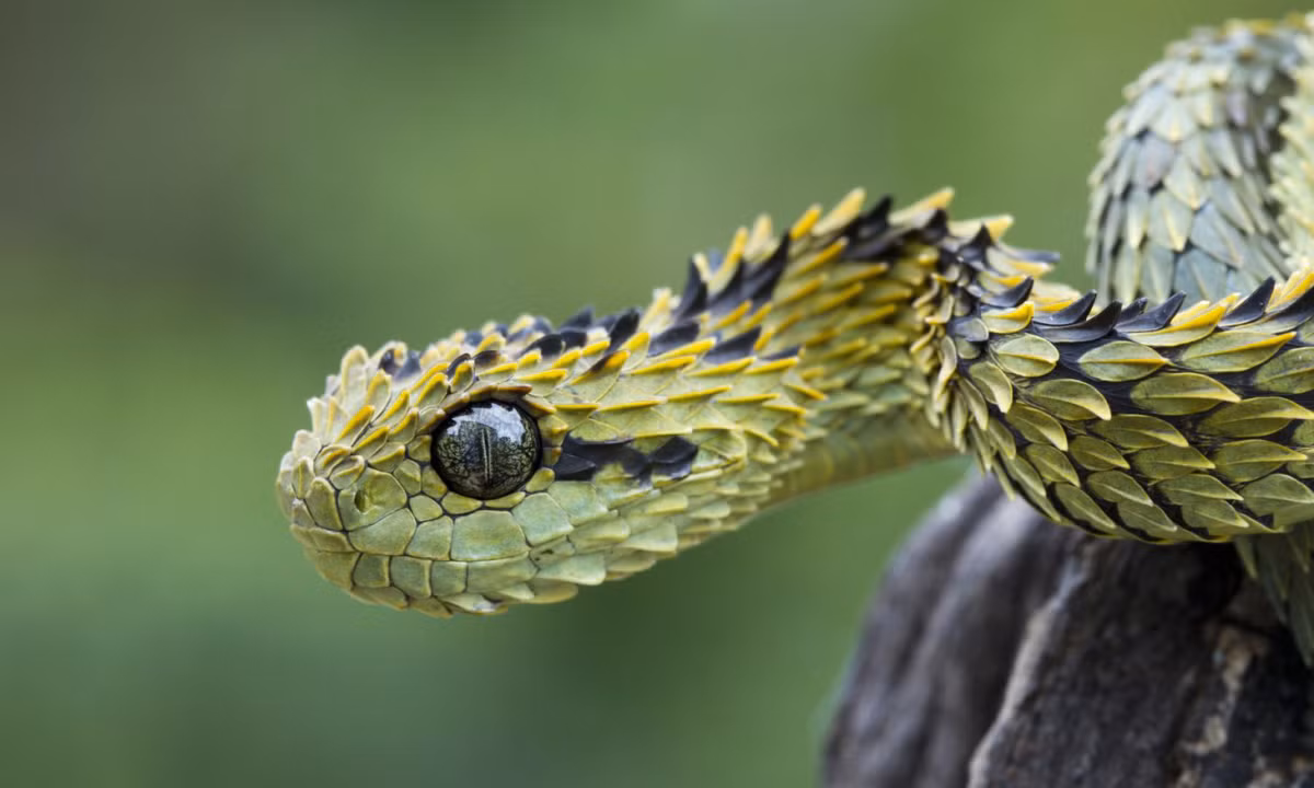 Loài rắn này không chỉ có vẻ ngoài "không thể ưa nổi" mà còn sở hữu nọc độc chết người. Nếu bị loài rắn này tấn công, nạn nhân có thể phải chịu đau đớn do vết thương sưng tấy, tắc mạch máu, thậm chí tử vong.