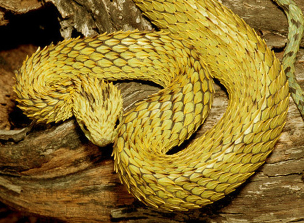 Tuy nhiên, rắn vảy gai thường sống ở rừng nhiệt đới Trung Phi, xa con người nên rất hiếm trường hợp bị cắn.