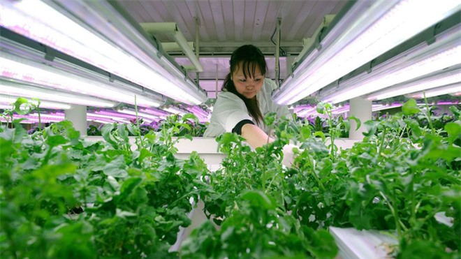 Tập đoàn Kinross Gold đã xây dựng các ngôi nhà ấm áp, cung cấp các tiện nghi để đảm bảo an toàn sức khỏe của công nhân trong quá trình khai thác vàng tại mỏ Kupol.