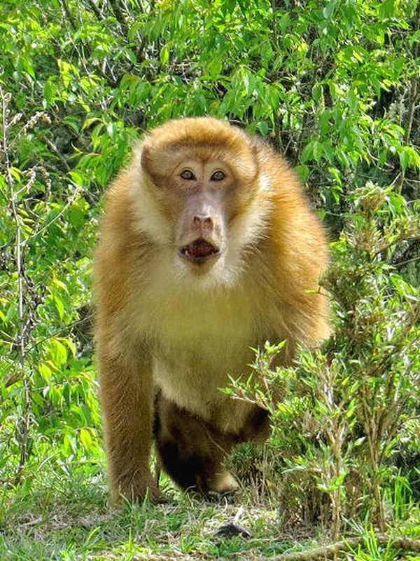 Loài khỉ mốc hoạt động vào ban ngày, thích leo trèo và có nhiều lúc đi trên mặt đất. Vào ban đêm, chúng ngủ trên cây và trên núi đá. Khỉ mốc sống theo đàn và có một con đực làm chỉ huy. Con đầu đàn thường canh gác khi cả đàn kiếm ăn.