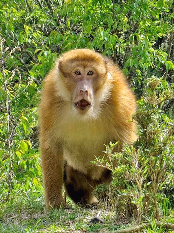Loài khỉ mốc hoạt động vào ban ngày, thích leo trèo và có nhiều lúc đi trên mặt đất. Vào ban đêm, chúng ngủ trên cây và trên núi đá. Khỉ mốc sống theo đàn và có một con đực làm chỉ huy. Con đầu đàn thường canh gác khi cả đàn kiếm ăn.