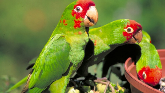 4.Vẹt ở San Francisco: Một số loại vẹt cảnh sổ lồng thoát ra ngoài và sống tự nhiên ở San Francisco, tạo thành một điểm thu hút du lịch.