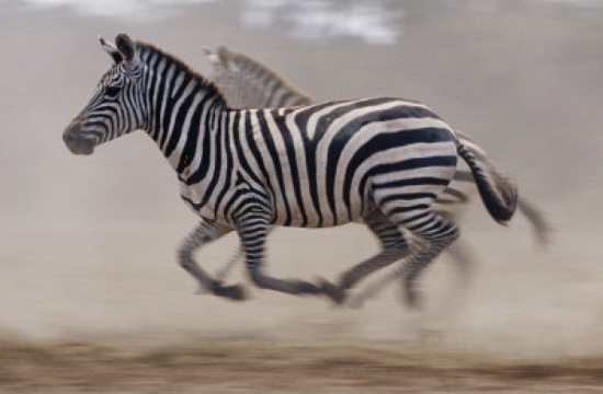 2. Ngựa vằn ở Texas: Ngựa vằn phát triển mạnh ở Texas, tạo nên cơ hội săn bắt và giết chúng với giá vé cao.