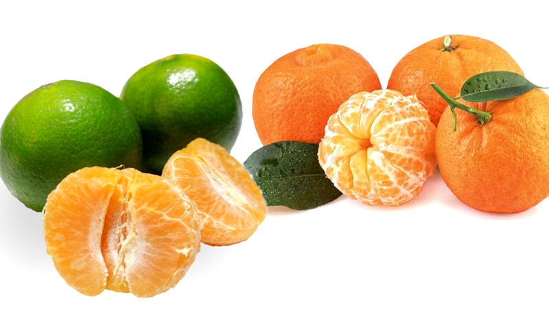 Vitamin C trong quýt giúp tăng cường hệ miễn dịch và bảo vệ cơ thể khỏi vi khuẩn và virus.