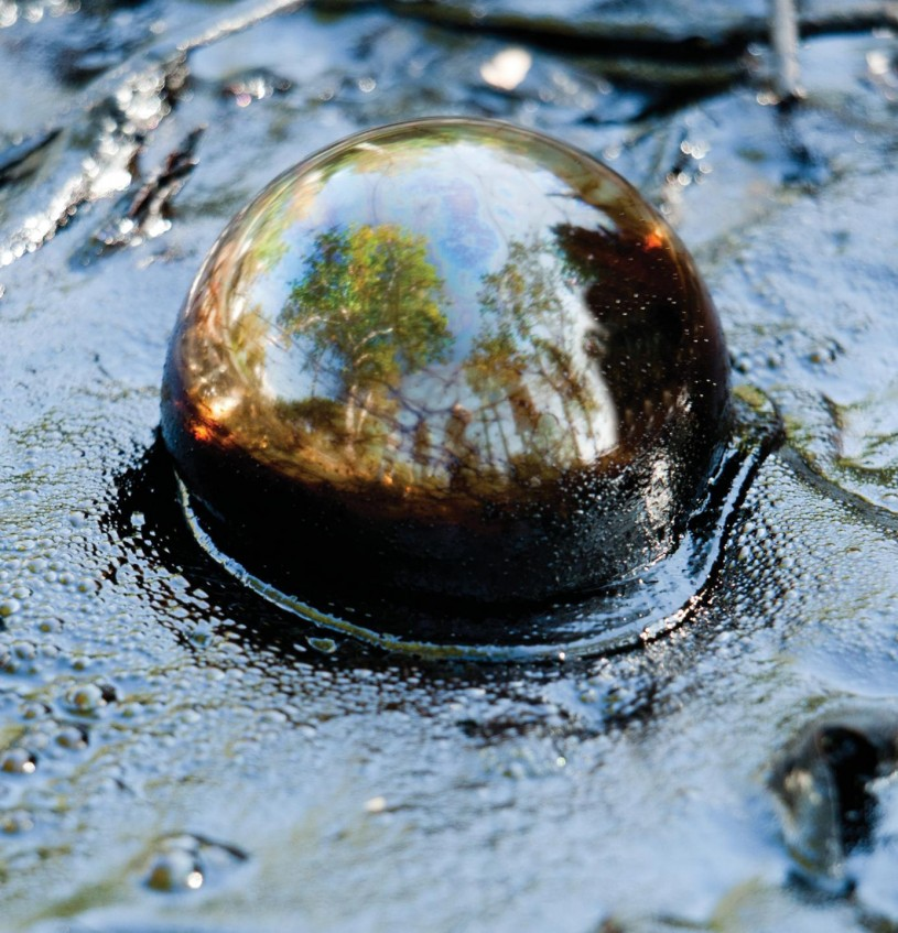 Những hóa thạch này được đánh giá niên đại từ khoảng 15.600 đến 10.000 năm trước, nhưng 7 trong số chúng đã tuyệt chủng cách đây 12.900 năm.