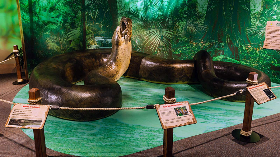 Hóa thạch của Titanoboa được xác định từ các mẫu xương và hộp sọ rắn, đã chứng minh rằng đây là loài rắn lớn nhất từng tồn tại trên Trái Đất.