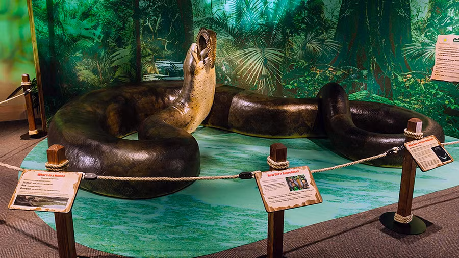 Hóa thạch của Titanoboa được xác định từ các mẫu xương và hộp sọ rắn, đã chứng minh rằng đây là loài rắn lớn nhất từng tồn tại trên Trái Đất.