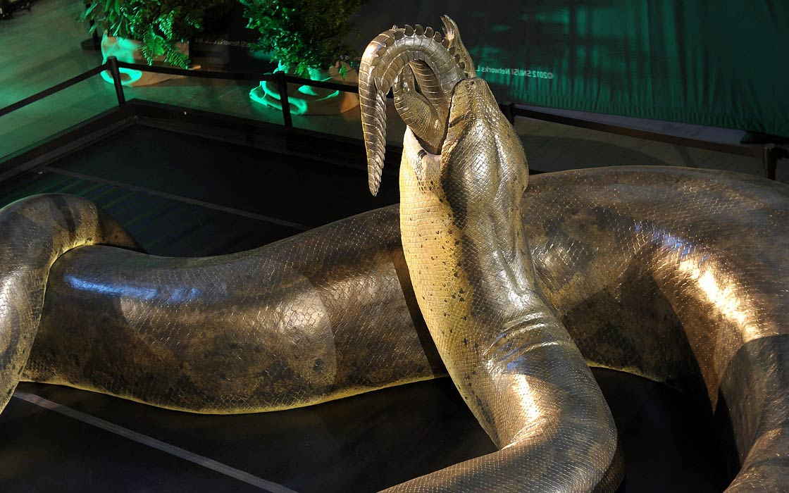 Titanoboa không chỉ có kích thước khủng khiếp, mà còn có khả năng săn mồi đa dạng, từ cá đến rùa, thậm chí cả cá sấu. Môi trường đầm lầy nhiệt đới ẩm ướt của Nam Mỹ thời đó đã cung cấp một nguồn thức ăn thuận lợi cho loài rắn này phát triển đến kích thước ngoại cỡ.