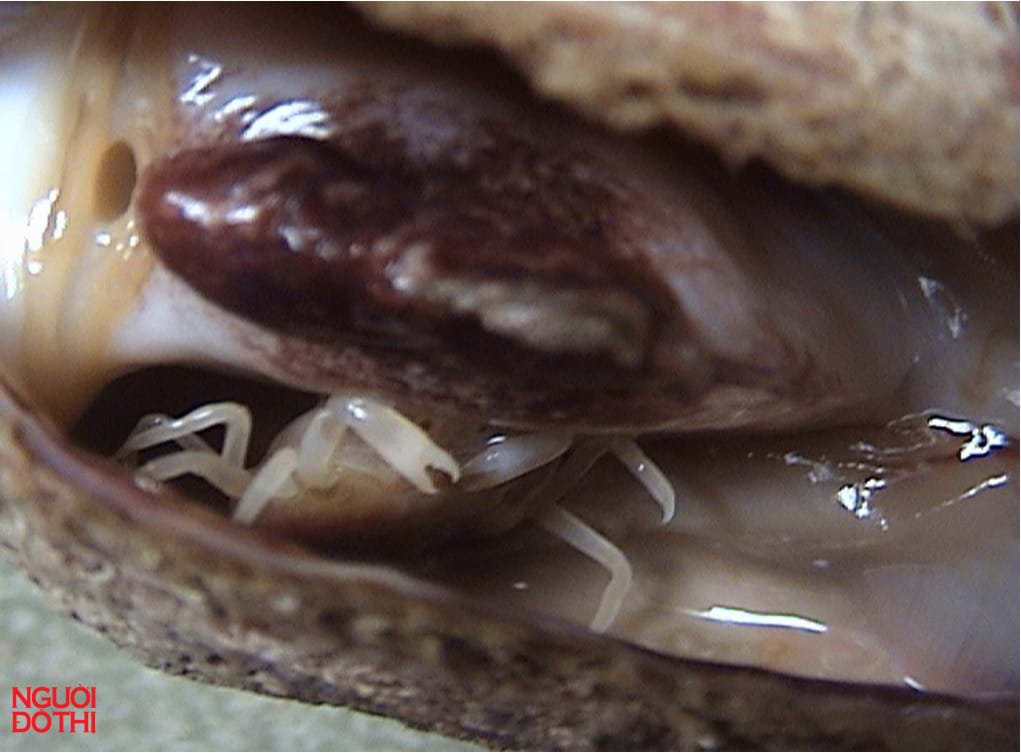 Phát hiện này giúp bổ sung kiến thức về đa dạng động vật biển ở Việt Nam. (Ảnh: Người đô thị)