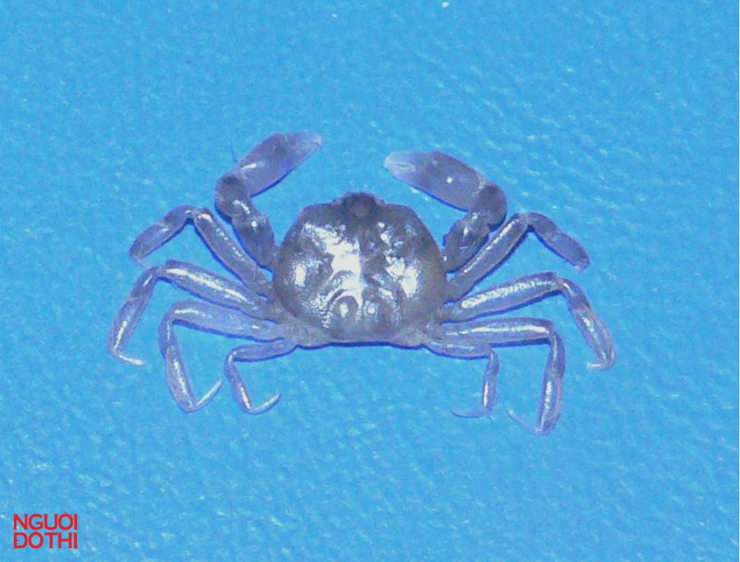 Cua đậu điệp giấy (Arcotheres placunicola) có kích thước khoảng 7,5 - 10,5mm và thích ứng với việc sống trong cơ thể điệp giấy mỏng. Loài này được mô tả vào năm 2018 và có vùng phân bố mới ở biển Bà Rịa - Vũng Tàu. (Ảnh: Người đô thị)
