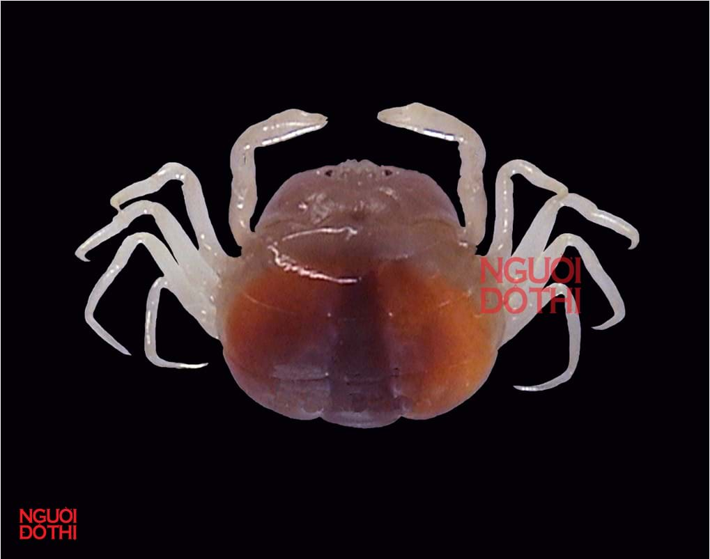 Cua đậu sò đá (Arcotheres palaensis) có kích thước từ 5,5 - 11,4mm và thường sống trong thân của loài sò đá - Arca navicularis ở Vũng Tàu. Loài này được công bố lần đầu vào năm 1895. (Ảnh: Người đô thị)