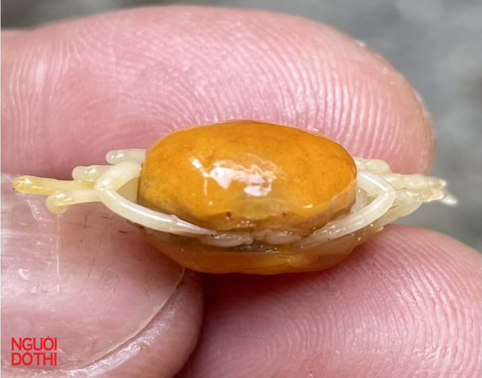 Cua đậu điệp bay (Amusiotheres obtusidentatus) có kích thước từ 9,2 - 13,0 mm và sống trong cơ thể điệp bay, di chuyển bằng cách đóng mở hai mảnh vỏ để tạo lực đẩy cơ thể theo dòng nước. Loài này được tìm thấy ở biển Côn Đảo và tỉnh Bà Rịa - Vũng Tàu. (Ảnh: Người đô thị)